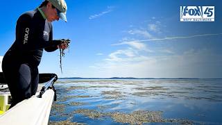 Submerged vegetation in Chesapeake Bay sees growth, but climate challenges loom