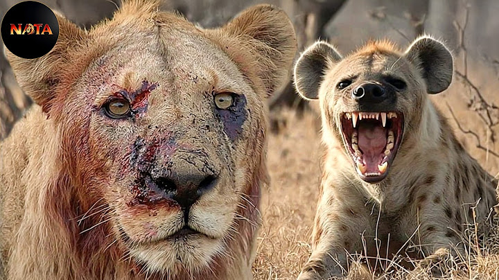 What Happened to the Most Injured Lion After His Brutal Defeat? | Wild Animals