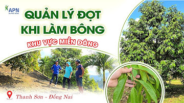 APN - QUẢN LÝ ĐỌT KHI LÀM BÔNG Ở KHU VỰC MIỀN ĐÔNG
