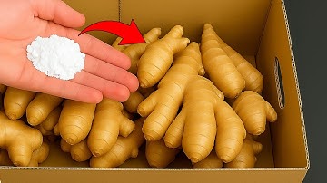How to Store Fresh GINGER for 1 Year – No MOLD, No Rot, No Sprouting, No Spoiling!
