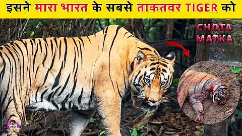 The Rise & Fall of India's Most Dangerous Tiger - CHOTA MATKA  | Tadoba Tiger Documentary (in Hindi)