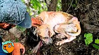 Rescued Dog Didn’t Trust Anyone Until He Met HIM | Cuddle Buddies