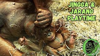 Orangutan Mom Playtime With  Her Baby Son Jarang