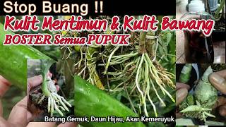 POC Kulit Timun,Natural Booster Cucumber SkinLiquid Fertilizer,Green Leaves,Healthy Roots,PlumpStems