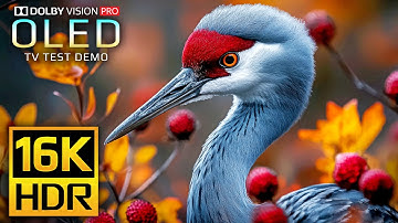 The Clarity 16K HDR 120 fps Video - Dolby Vision (8K Video) #4k #8k #hdr