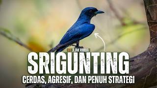 The Srigunting Bird: A Symbol of Intelligence in the Animal World