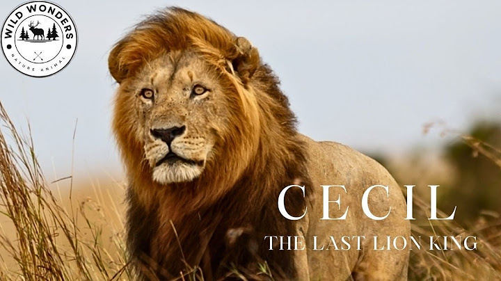 Mapogo and Notch: The Legendary Lion Alliances of the Wild Savannah #animaldocumentary  |Wild Wonder