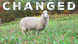 I've Changed My Mind On SHEEP.