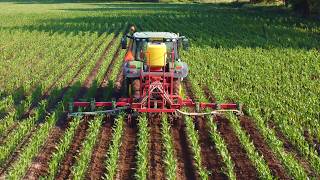 Stege undersowing corn