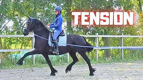 Dolly Doesn’t Trust Me! I Have to Fix This… | From Tension to Relaxation | Friesian Horses