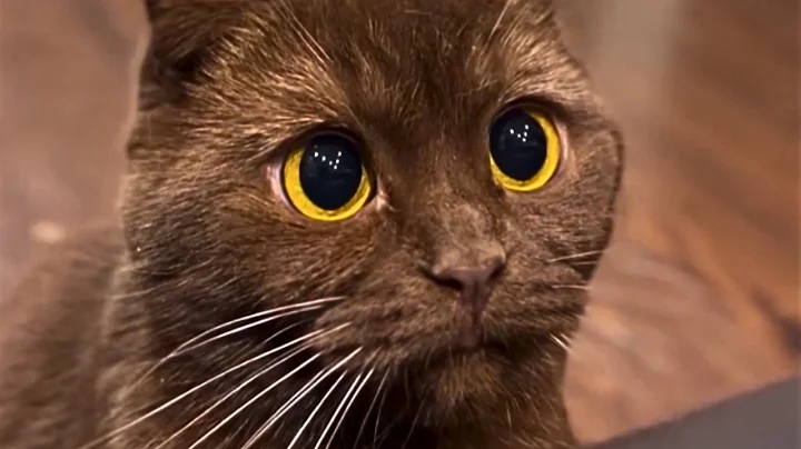 This Is Your Daily Dose of Cats - Day 34