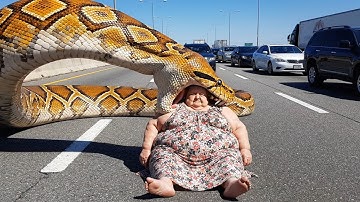 She Was Too Heavy To Run From A Giant Python! The Most Incredible Highway Rescue