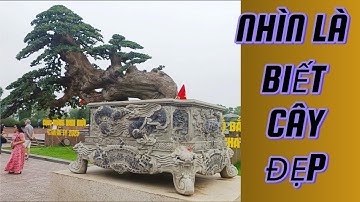 4 Tiêu Chí Vàng Nhận Biết Bonsai Đẹp | Ai Xem Cũng Thích#bonsai, nghệ thuật bonsai#bonsai Trung Quốc