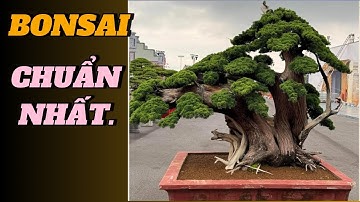 4 Tiêu Chí Vàng Nhận Biết Bonsai Đẹp | Ai Xem Cũng Thích#bonsai, nghệ thuật bonsai#bonsai Trung Quốc