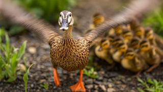 Mother duck leaves her babies behind and flies away🐤