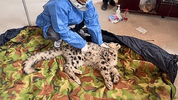 A blizzard was about to engulf this dying snow leopard cub when nearby herders heard his faint cries