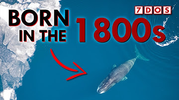 Hoe Groenlandse walvissen meer dan 200 jaar leven