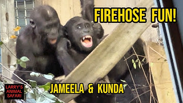 Gorilla Acrobat Show! - Jameela & Kunda Go Wild 🥰