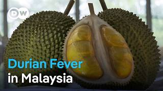 Durian: A spiky delicacy sees explosive sales boost from China | DW News