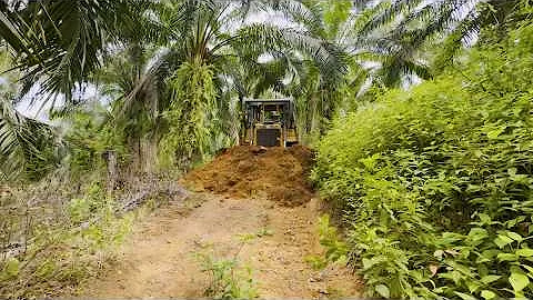 The CAT D6R XL Bulldozer Opens a Palm Oil Plantation Road in an Instant!