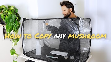 Mushroom Cloning Basics | Beginner Guide