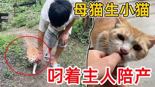 The cat I picked up is about to give birth to kittens, biting the owner to accompany the birth