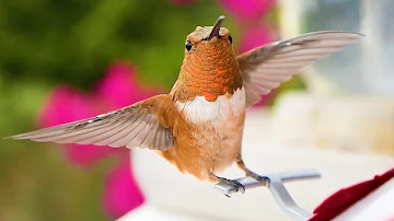 How Do I Tell What Kind Of Hummingbird I'm Looking At? (Or any bird, for that matter!)