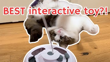 Cats try Pawaboo interactive cat toy | amazon cat finds