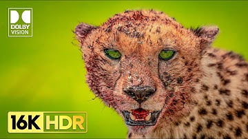 Most Incredible 16K Video Dolby Vision HDR 120 fps (8K / 4K Video TV TEST)